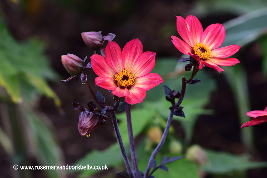 Dahlia - RHS Gardens Wisley