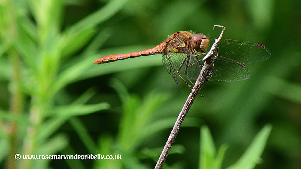 Dragonfly - R H S garden Wisley
