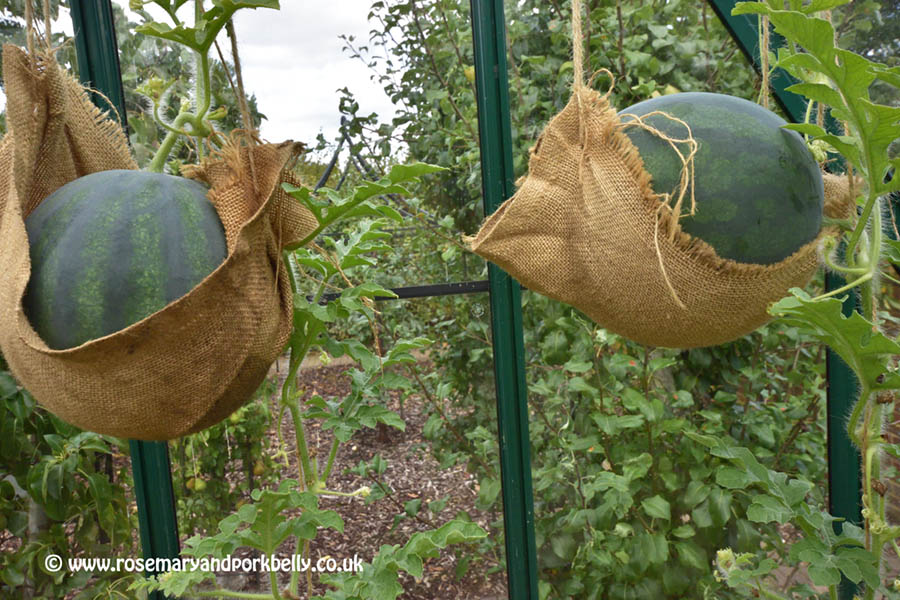 Melons growing in the greenhouse - RHS Wisley