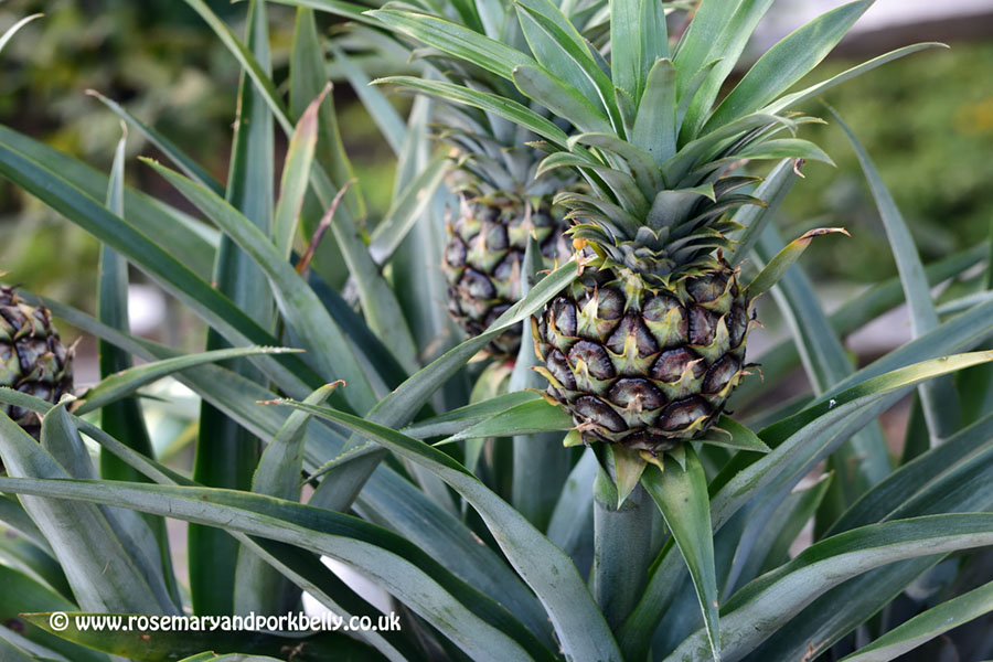 Pineapples growing in the Exotic Garden - RHS Wisley