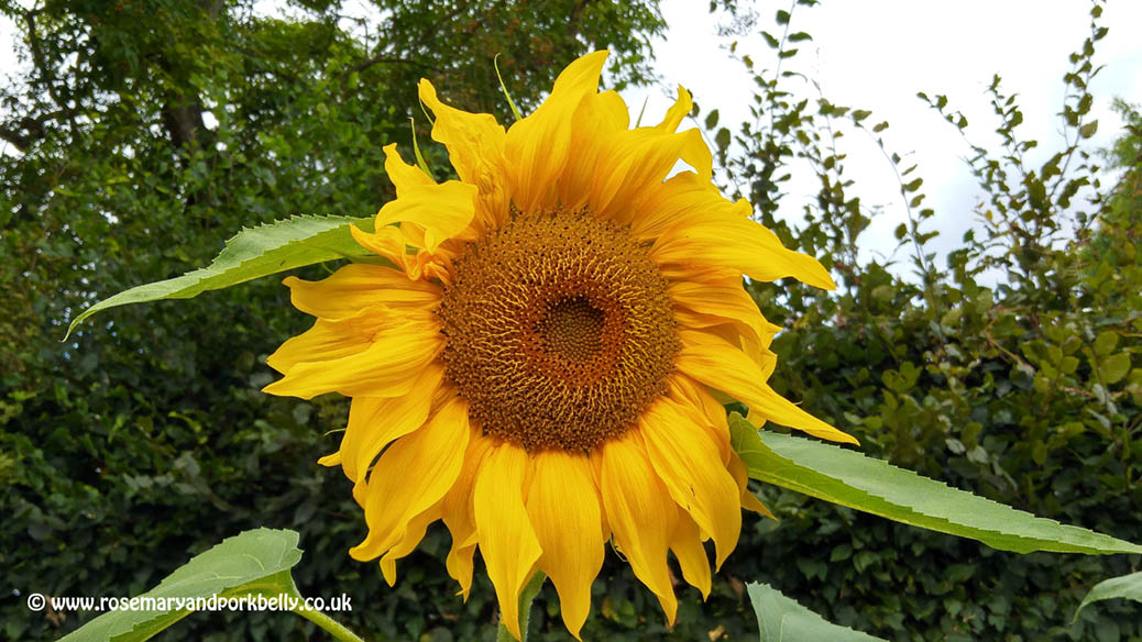 Sunflower- R H S gardens Wisley