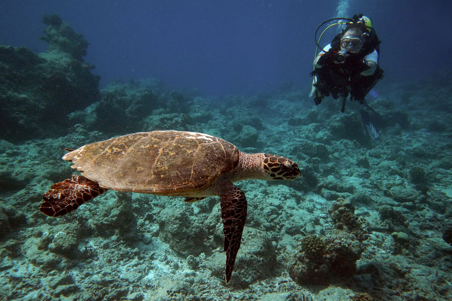 Diving Maldives: Hawksbill Turtle Eretmochelys imbricata