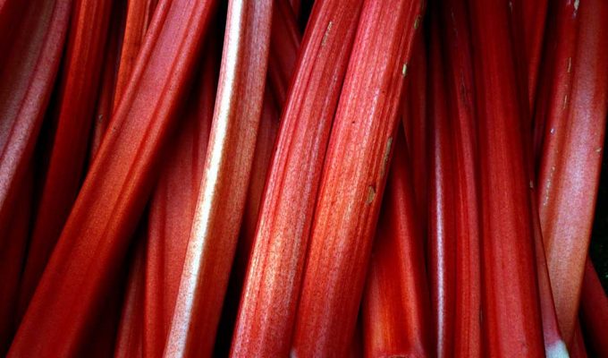 Rhubarb stalks © Cory Doctorow