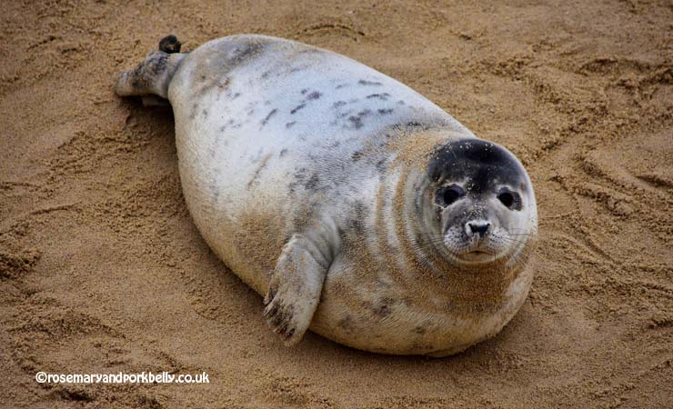 Young seal on the beach at Horsey Norfolk UK © rosemaryandporkbelly