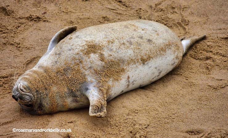 Young seal sleeping, Horsey beach Norfolk UK © rosemaryandporkbelly