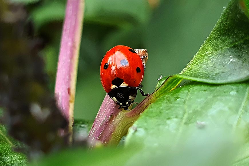 7-spot ladybird, Coccinella septempunctata