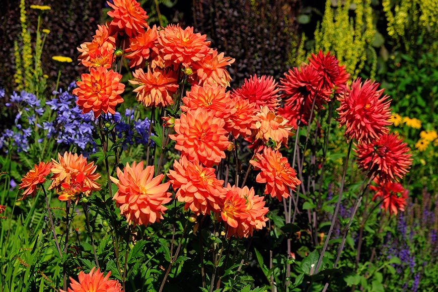 Orange and red Dahlia flowers growing in a flowerbed