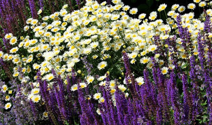 Garden flowers
