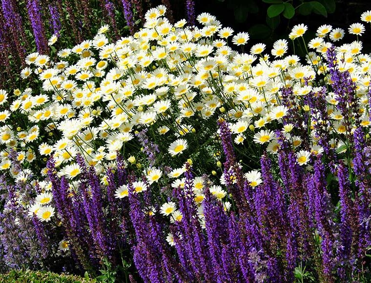 Garden flowers