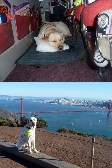 Guide dog Chad flies to California © Dave Kent