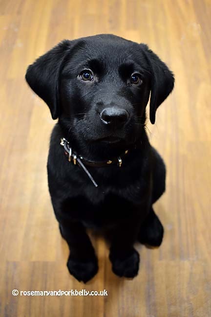 Jonno a guide dog puppy in training