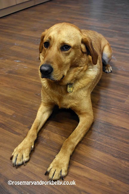 Trained guide dog Kahn