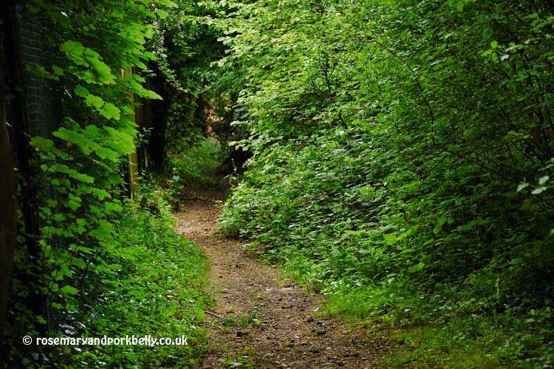 Footpath through the woods near Coulsdon