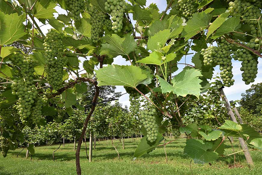 Grapes on the vine ripening in the sun at Queen Bee Vineyard