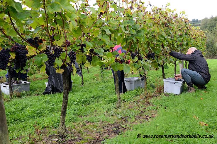 Bluebell vineyard grape harvest © rosemaryandporkbelly.co.uk