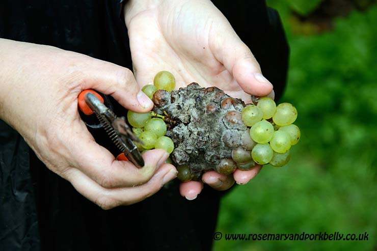 Botrytis on chardonnay grapes © rosemaryandporkbelly.co.uk