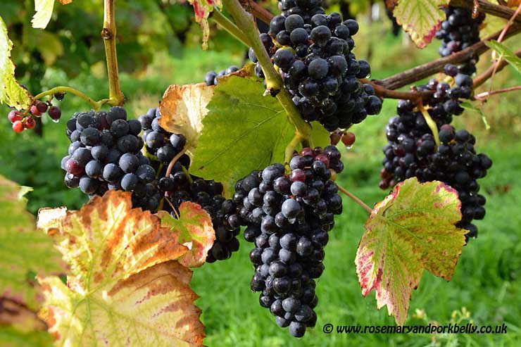 Bunches of Pinot Noir grapes at Bluebell Vineyard Sussex © rosemaryandporkbelly.co.uk