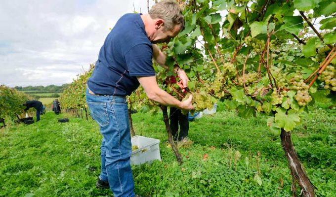 Chardonnay grape harvesting Bluebell Vineyard © rosemaryandporkbelly.co.uk
