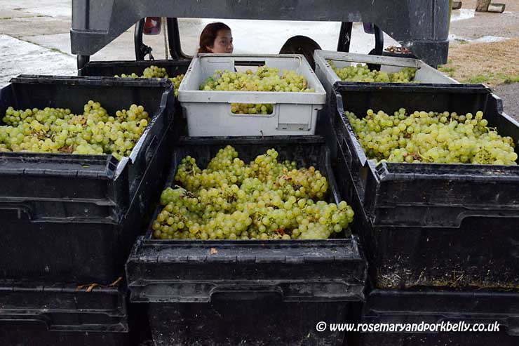 Chardonnay grapes waiting to be pressed Bluebell Vineyard Sussex © rosemaryandporkbelly.co.uk