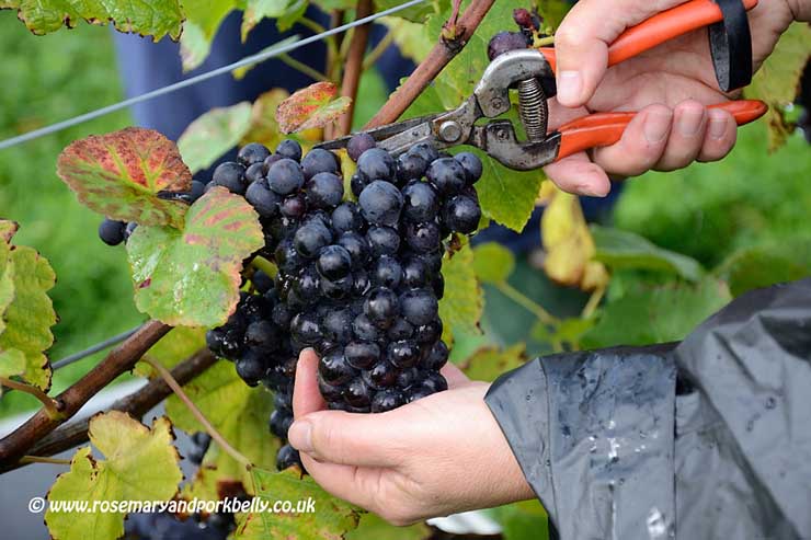 Cutting Pinot Noir grapes Bluebell Vineyard Sussex © rosemaryandporkbelly.co.uk