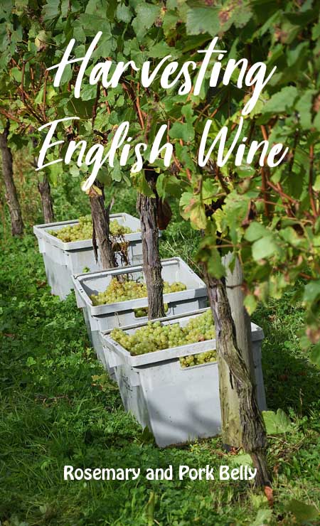 Harvesting English Wine © rosemaryandporkbelly.co.uk