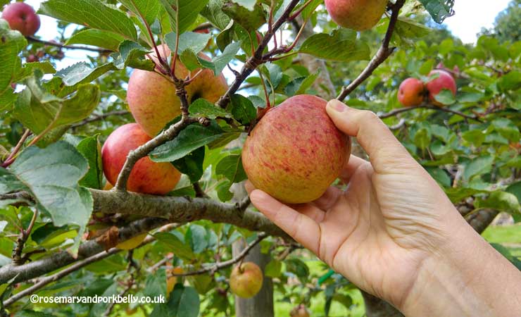 Apple picking by hand © rosemaryandporkbelly.co.uk