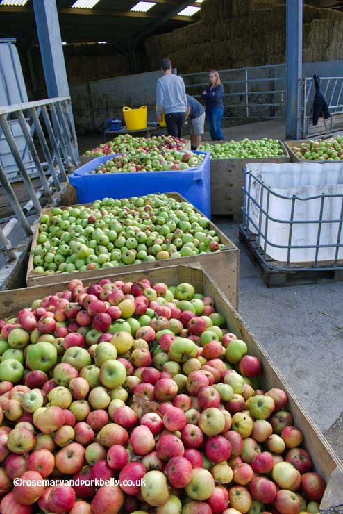 Apple swap at Silly Moo cider, Trenchmore Farm Cowfield © rosemaryandporkbelly.co.uk