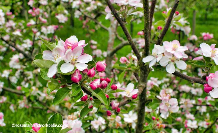 Apple trees in bloom © rosemaryandporkbelly.co.uk