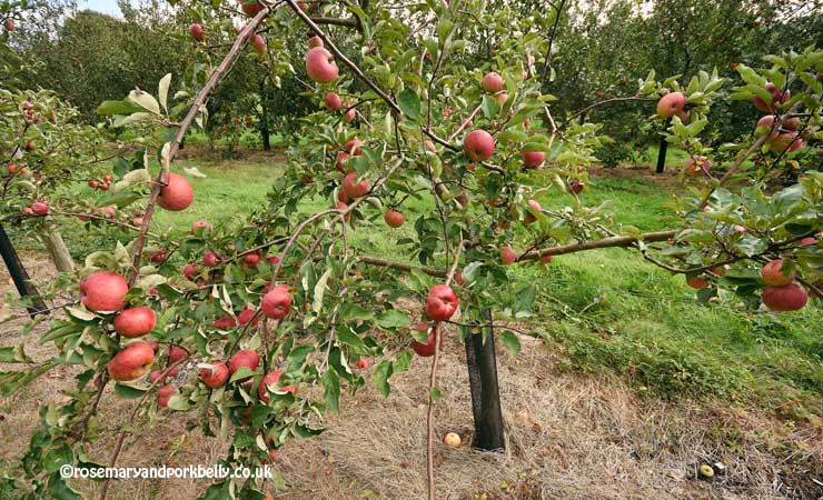 Apples on the tree ready for picking © rosemaryandporkbelly.co.uk