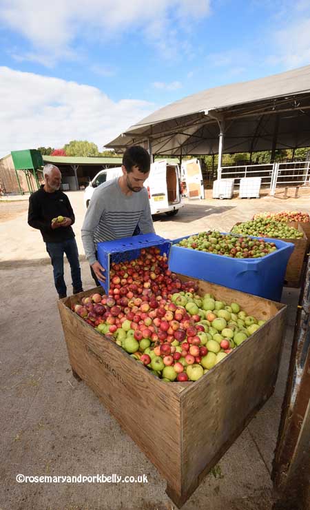 Filling the apple bins on apple swap day © rosemaryandporkbelly.co.uk
