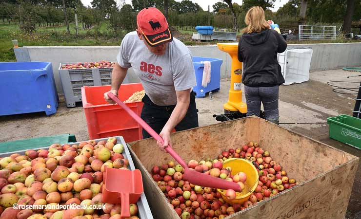 Preparing apples for pressing © rosemaryandporkbelly.co.uk