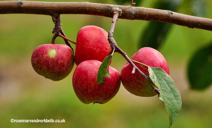 Ripe apples ready for picking © rosemaryandporkbelly.co.uk