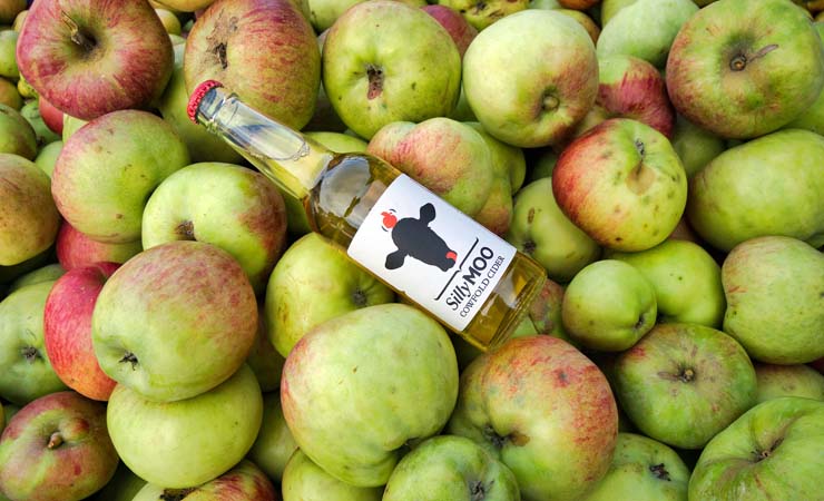 Silly Moo Cider and apples © rosemaryandporkbelly.co.uk