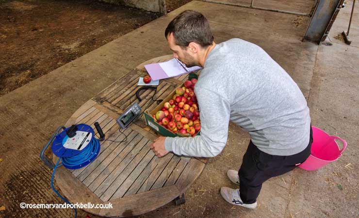 Weighing apples © rosemaryandporkbelly.co.uk