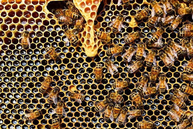 Bees on a honeycomb © PollyDot/Pixabay