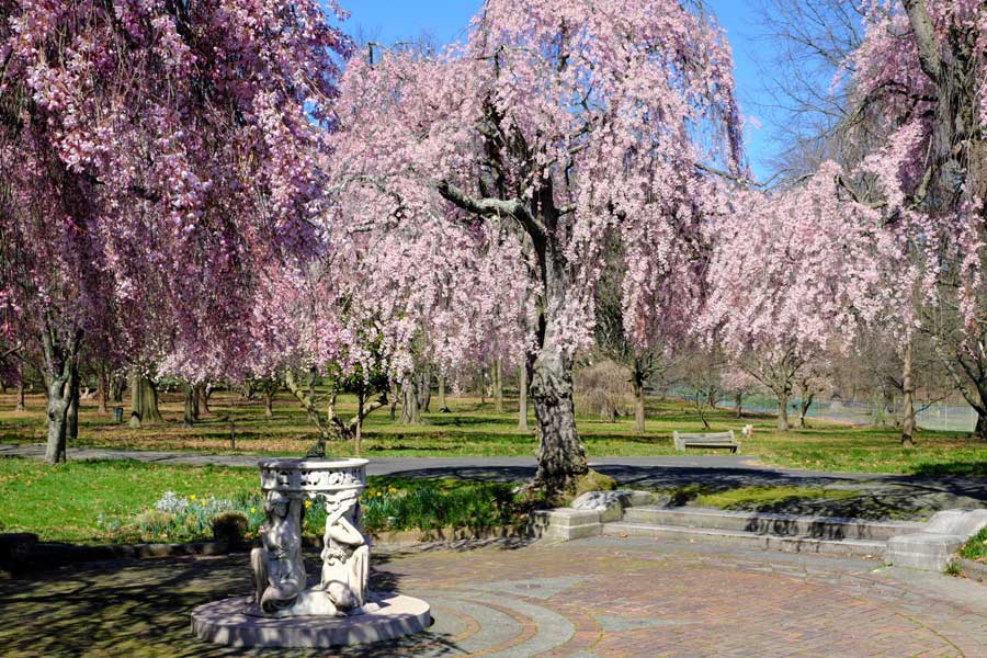 Pink cherry blossom in Fairmount Park Philadelphia Pennsylvania