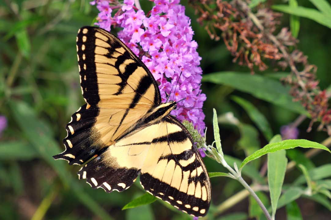 The North American eastern tiger swallowtail (Papilio glaucus)  The yellow male showing the black margins and black stripes on the wings