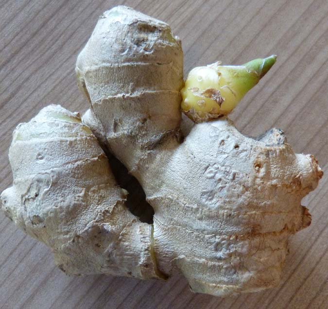 Ginger bud © Alois Grundner, Pixabay