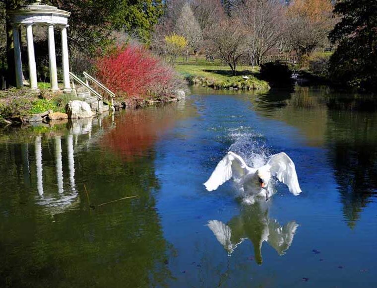 Swan landing on the water at The swan pond in Morris Arboretum, Philadelphia