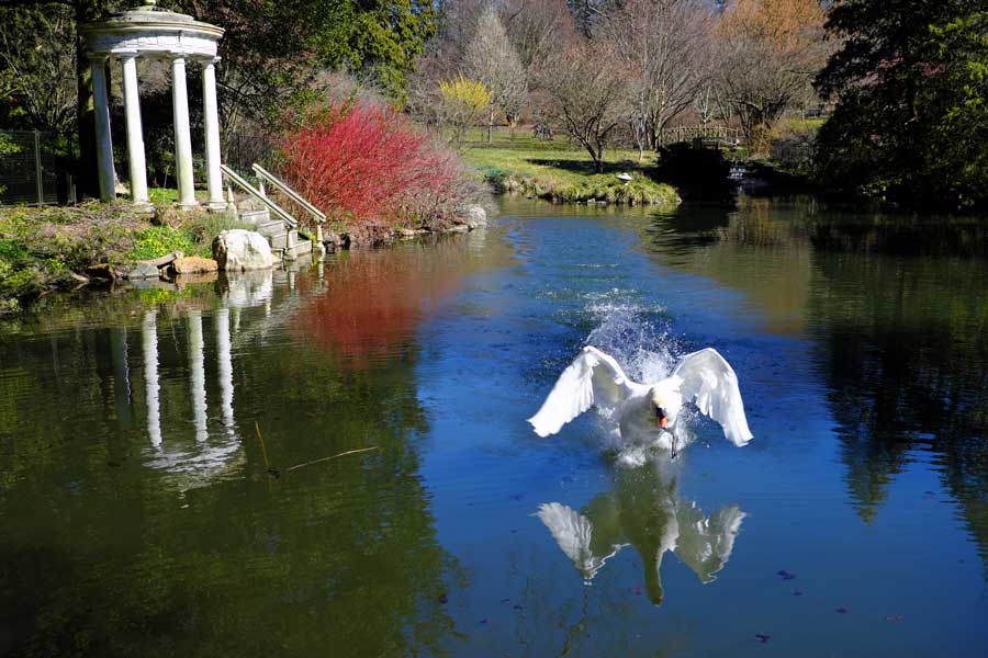Swan landing on the water at The swan pond in Morris Arboretum