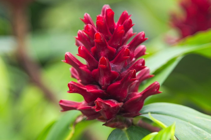 Zingiber officinale flower Marcin Konsek, Wikimedia Commons