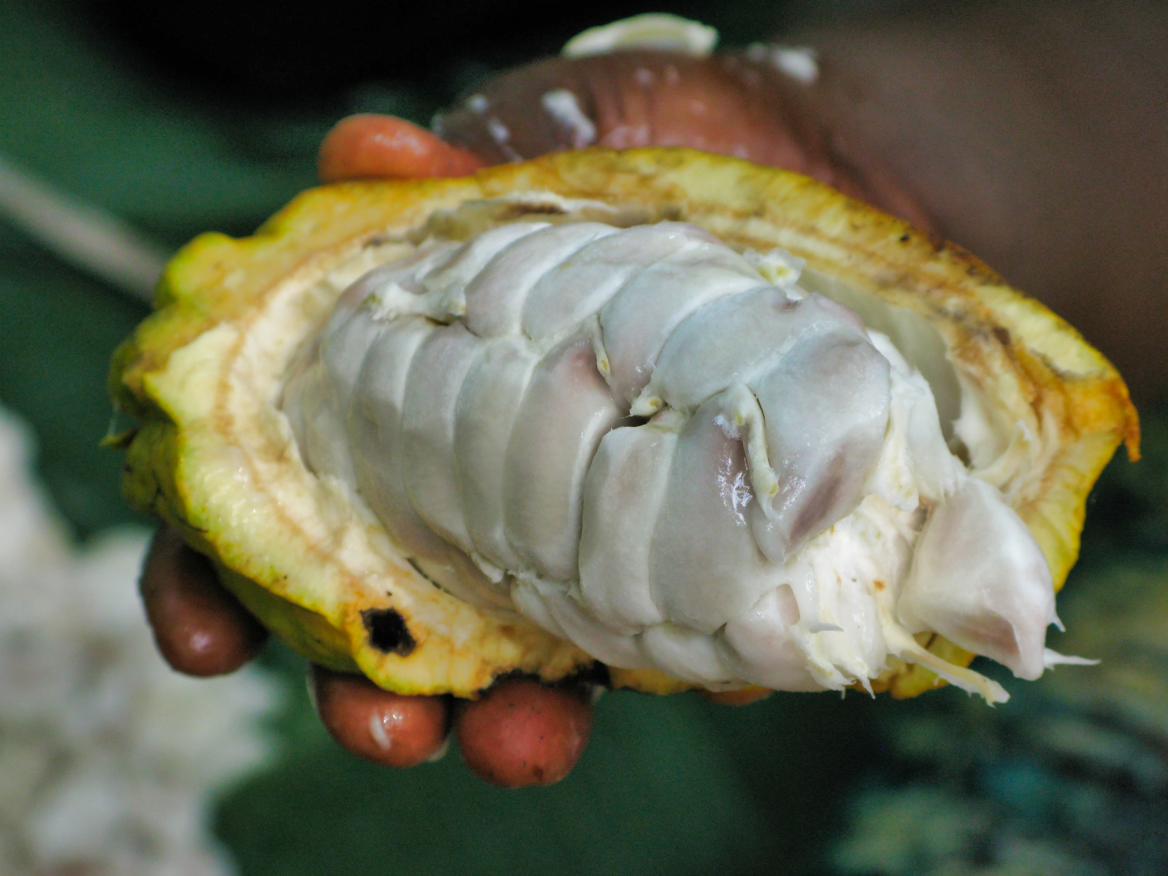 Fresh cacao beans David Greenwood-Haigh, Pixabay