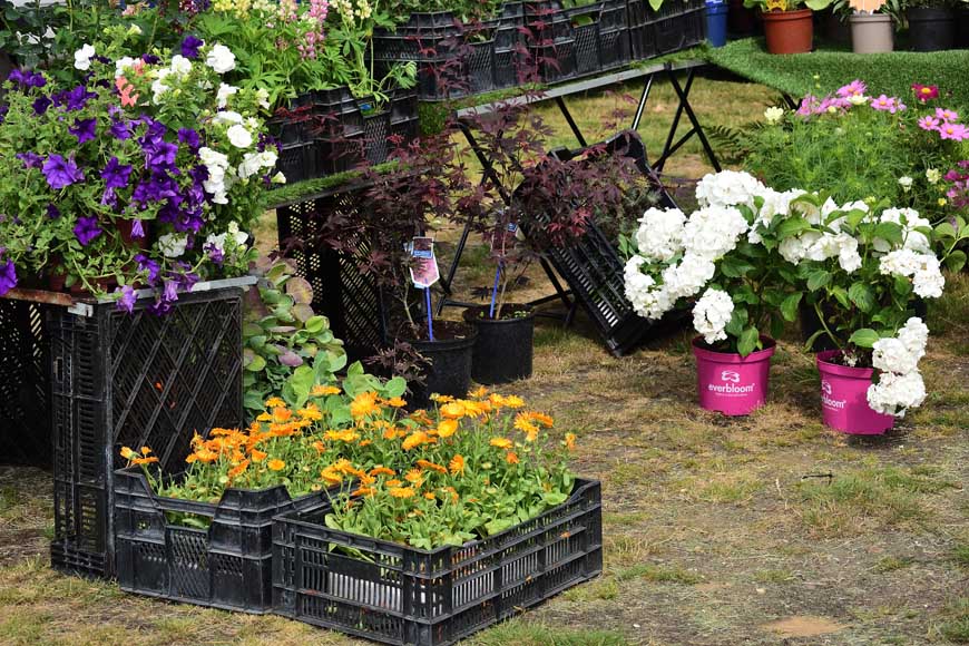 Locally grown plants and flowers, Ripley Market © rosemaryandporkbelly.co.uk