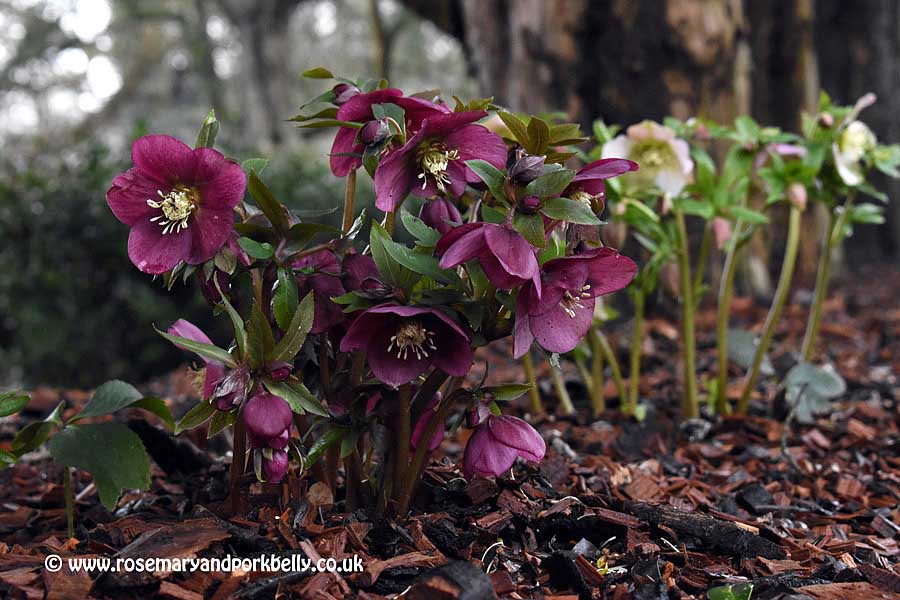 Purple Hellebore - West Dean Gardens West Sussex © rosemaryandporkbelly.co.uk