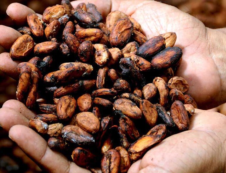 Hands holding raw cacao beans
