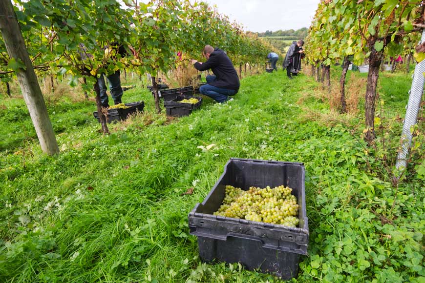 Grape harvest, Bluebell Vineyard © rosemaryandporkbelly.co.uk