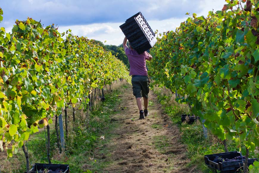 Grape picking, Woodchurch Vineyard © rosemaryandporkbelly.co.uk