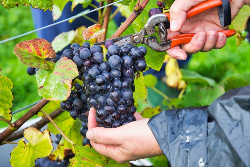 Grape picking © rosemaryandporkbelly.co.uk