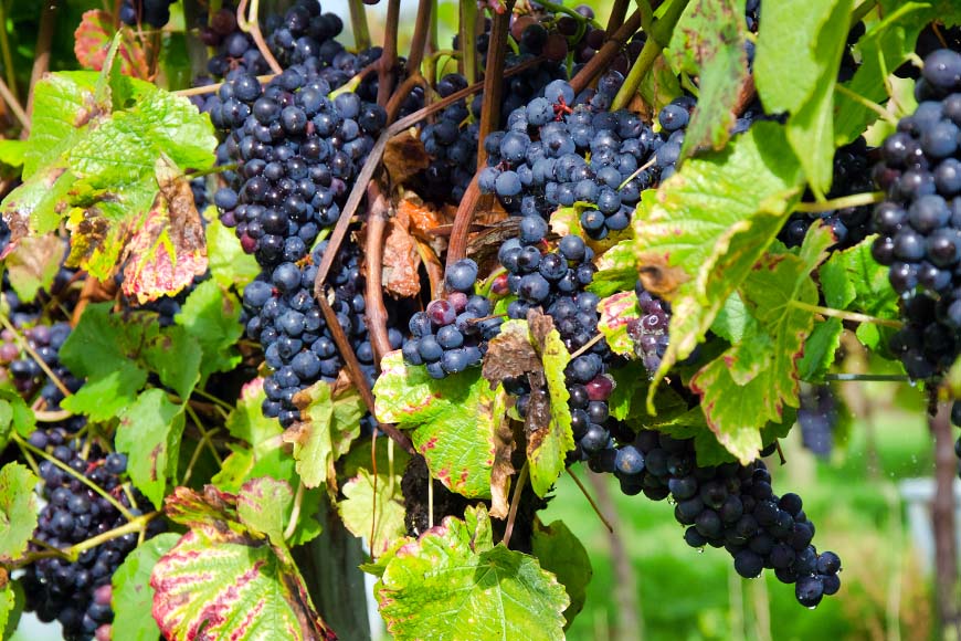 Grapes ready for harvest © rosemaryandporkbelly.co.uk