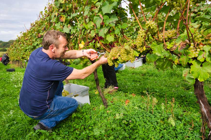Picking grapes, Bluebell Vineyard © rosemaryandporkbelly.co.uk